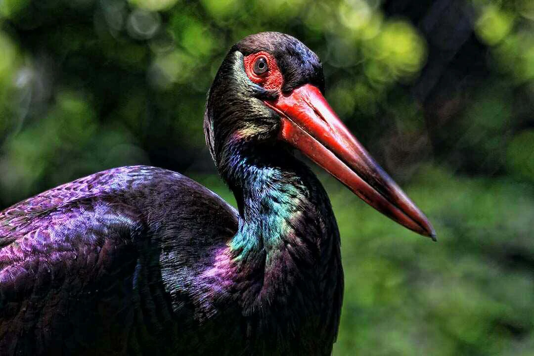 Black Stork close up